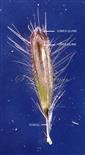  Pedicelled Spikelet - Male